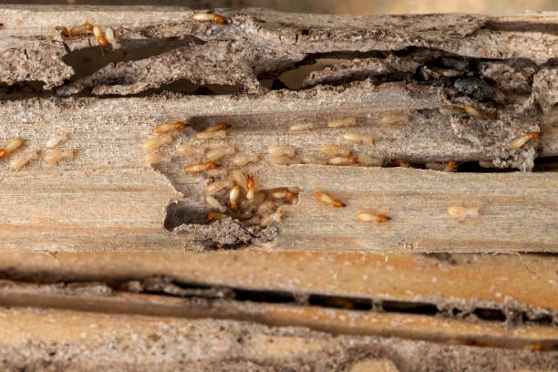 Best Insect Control  in Perryville, MO
